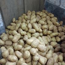 山东土豆