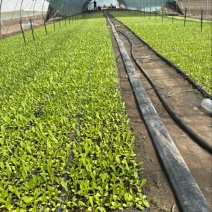 油麦菜移栽中6月20日以后可大量供货每日一万多斤
