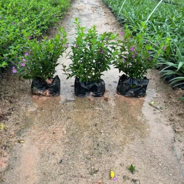 满天星雪茄花绿化苗木基地直销，一手货源