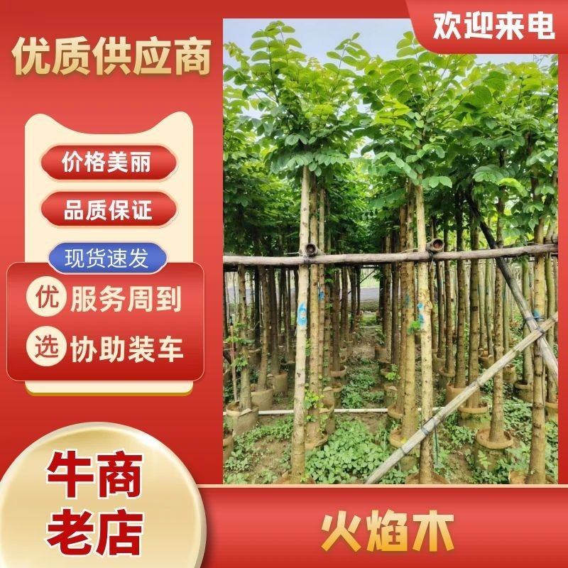 火焰木5-8公分出售基地供应量大质优价格优惠