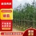 银杏3-5公分基地直发，规格齐全可视频看货。