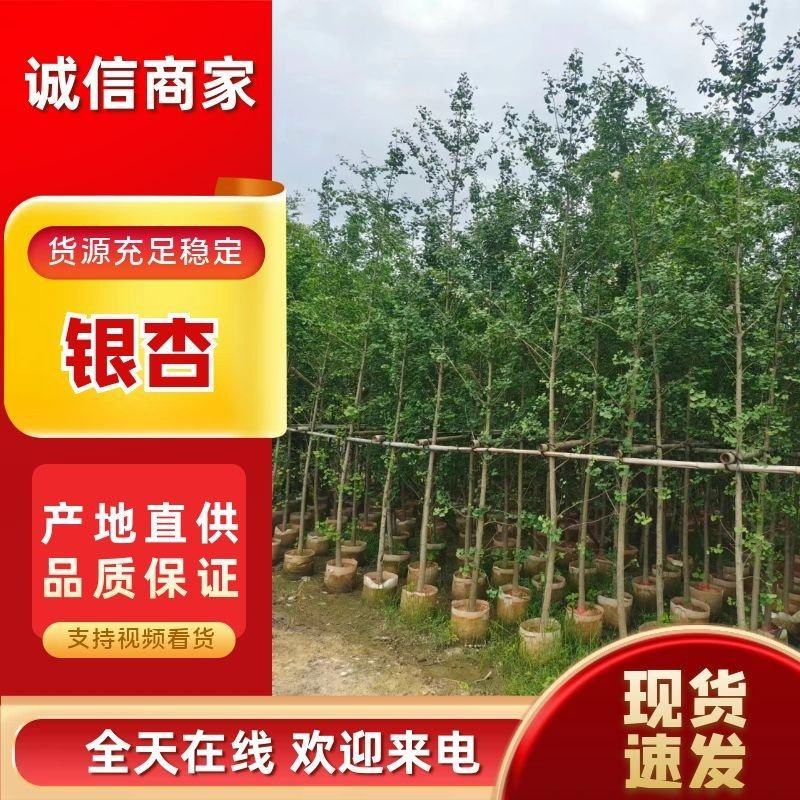 银杏3-5公分基地直发，规格齐全可视频看货。