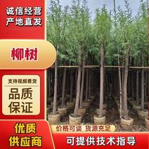 柳树5-12公分大量出售一手货源基地供应欢迎采购
