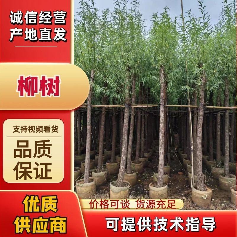 柳树5-12公分大量出售一手货源基地供应欢迎采购