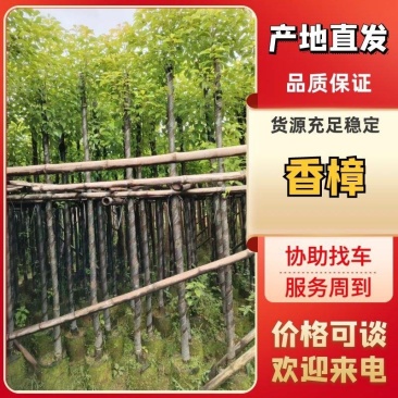 香樟3-12公分出售价格优惠量大从优基地直销