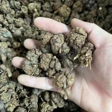 猫爪草中药材新货水洗猫爪草中草药包运费