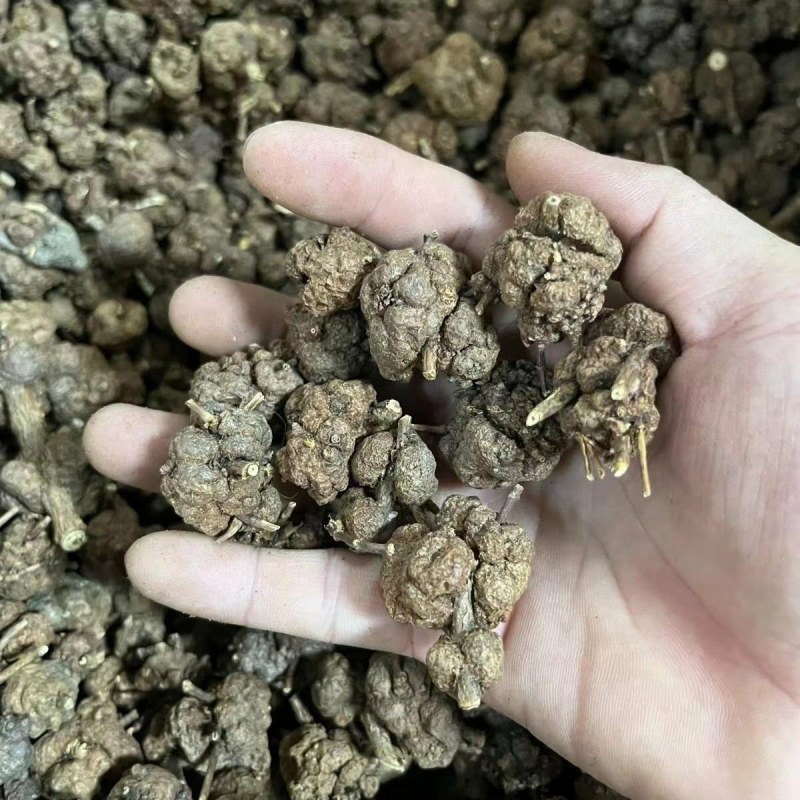 猫爪草中药材新货水洗猫爪草中草药包运费