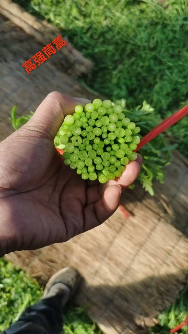 精品茼蒿，每天大量有货支持商超，电商平台，走市场，加工厂