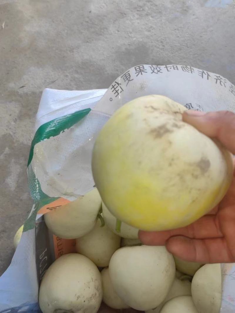 小甜瓜上市了