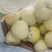 小甜瓜上市了