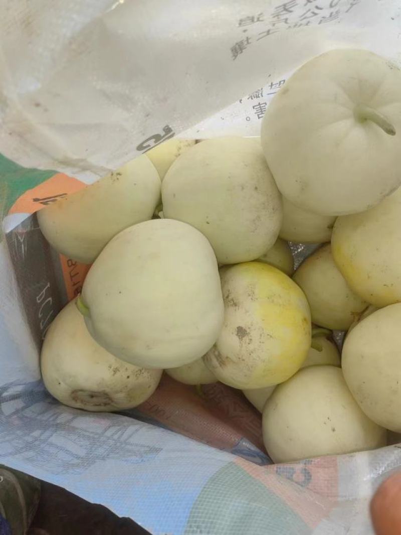 小甜瓜上市了