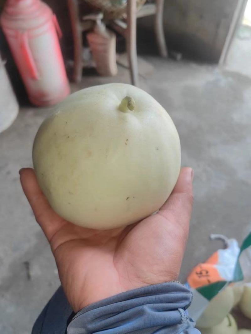 小甜瓜上市了