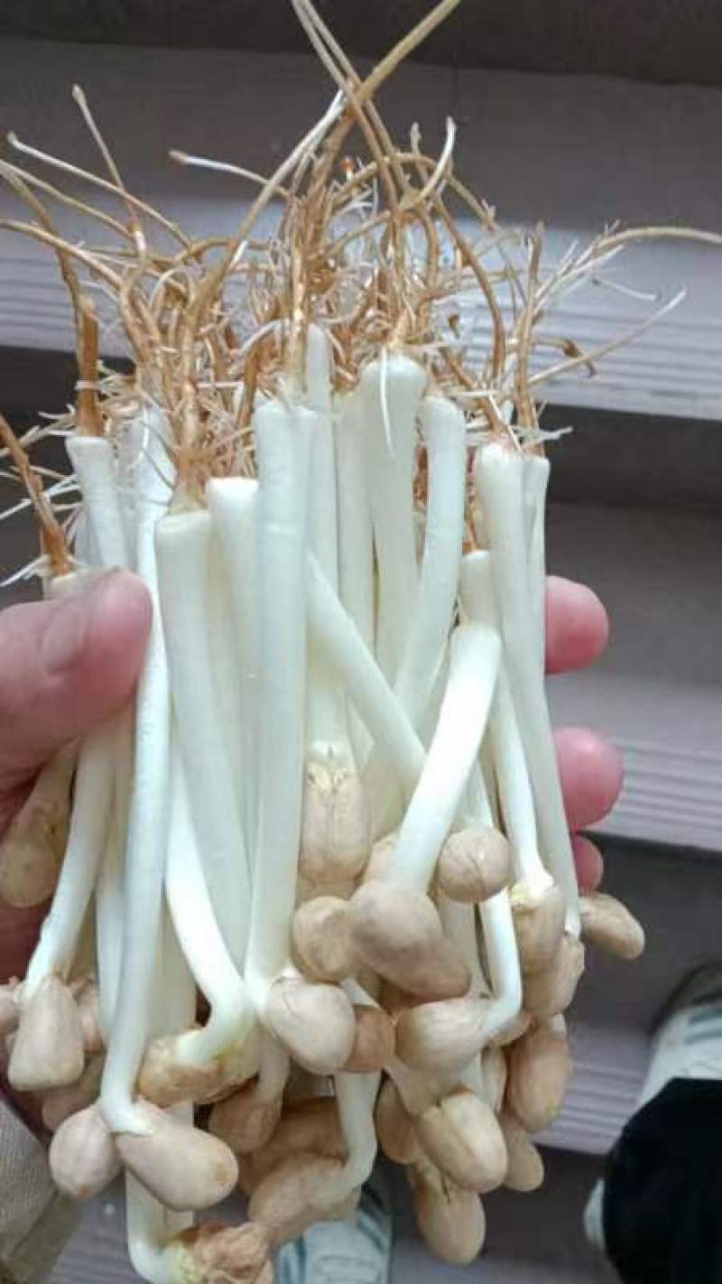 花生芽，独立包装，电商直播