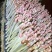 花生芽，独立包装，电商直播