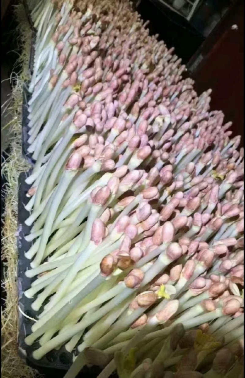 花生芽，独立包装，电商直播
