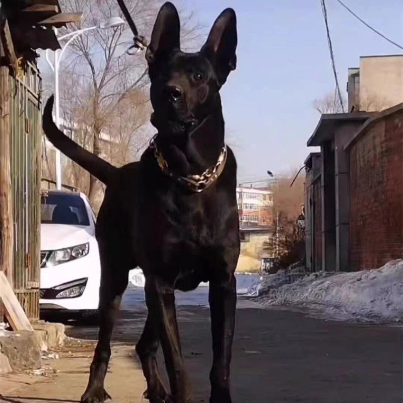 黑狼犬纯种黑狼看家护院大型犬品种狗疫苗齐全