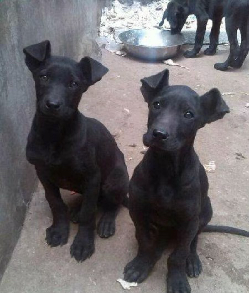 黑狼犬纯种黑狼看家护院大型犬品种狗疫苗齐全