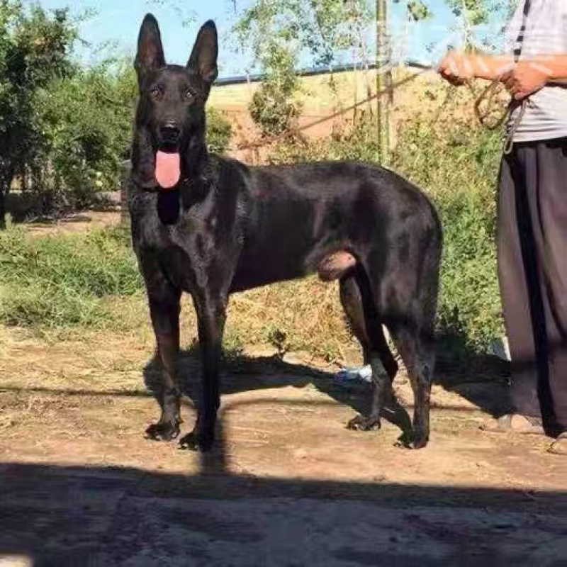 看家护院大型护卫犬黑狼犬品种狗黑狼幼犬疫苗齐全