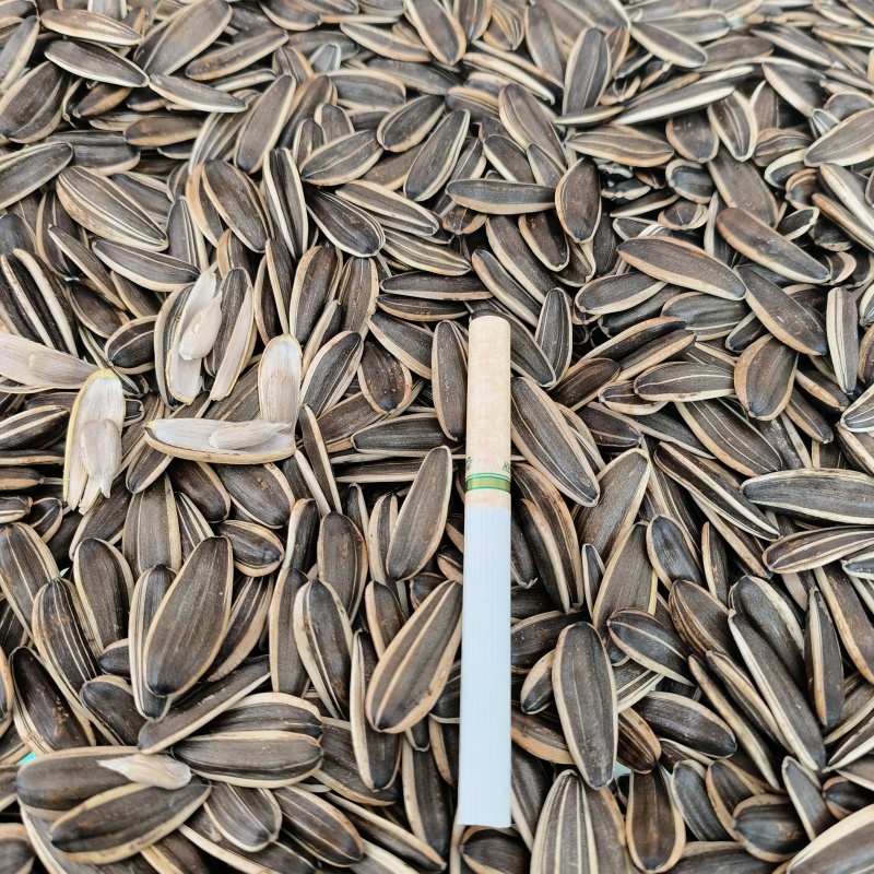 色选362葵花籽，量大电商客户可代发