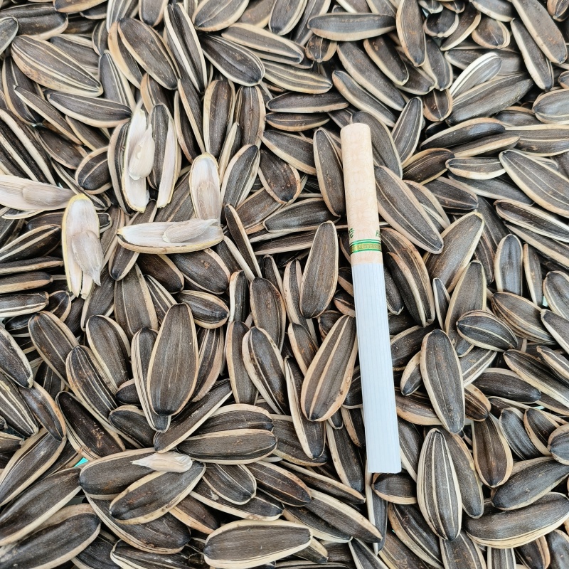 色选362葵花籽，量大电商客户可代发