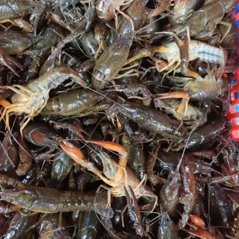 精品小龙虾产地直发品质保证量大从优一手货源欢迎联系