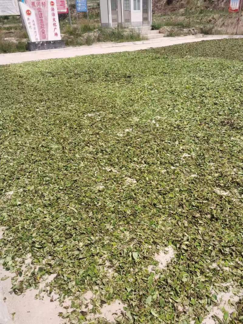甘肃四季金银花，产地直发，量大从优，欢迎各位老板咨询