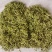 甘肃四季金银花，产地直发，量大从优，欢迎各位老板咨询