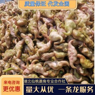 青菱角老菱角嫩菱角红菱角现货新鲜上市几千亩基地