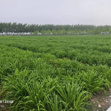 安徽宿州黄花菜即将上市，货源充足，量大从优欢迎来电