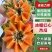大青红心木瓜冰糖红心木瓜产区直发社区团购电商商超