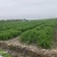 安徽宿州黄花菜即将上市，货源充足，量大从优欢迎来电