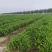 安徽宿州黄花菜即将上市，货源充足，量大从优欢迎来电