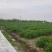安徽黄花菜产地直发品质保证供应全国欢迎来电合作