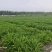安徽黄花菜产地直发品质保证供应全国欢迎来电合作