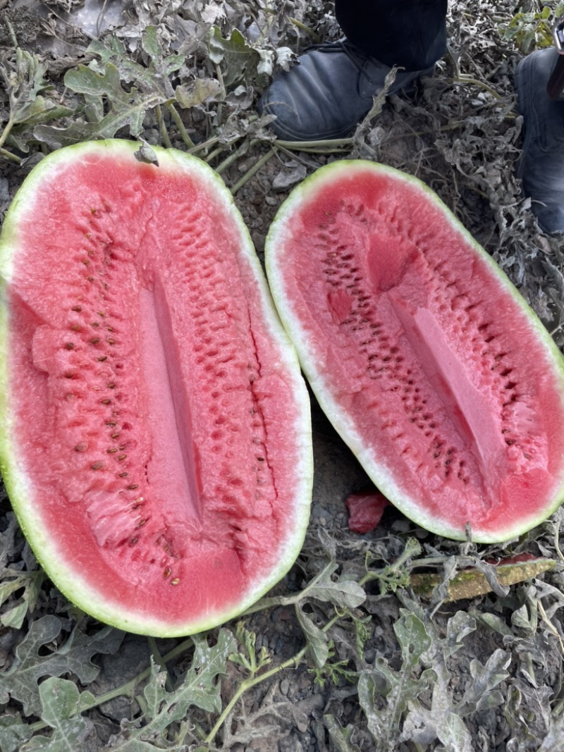 宁夏..甘肃石头瓜硒砂瓜.有没有人需要..需要打电话