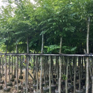 黄花梨5-12公分出售量大质优价格优惠欢迎咨询采购