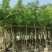 黄花梨5-12公分出售量大质优价格优惠欢迎咨询采购