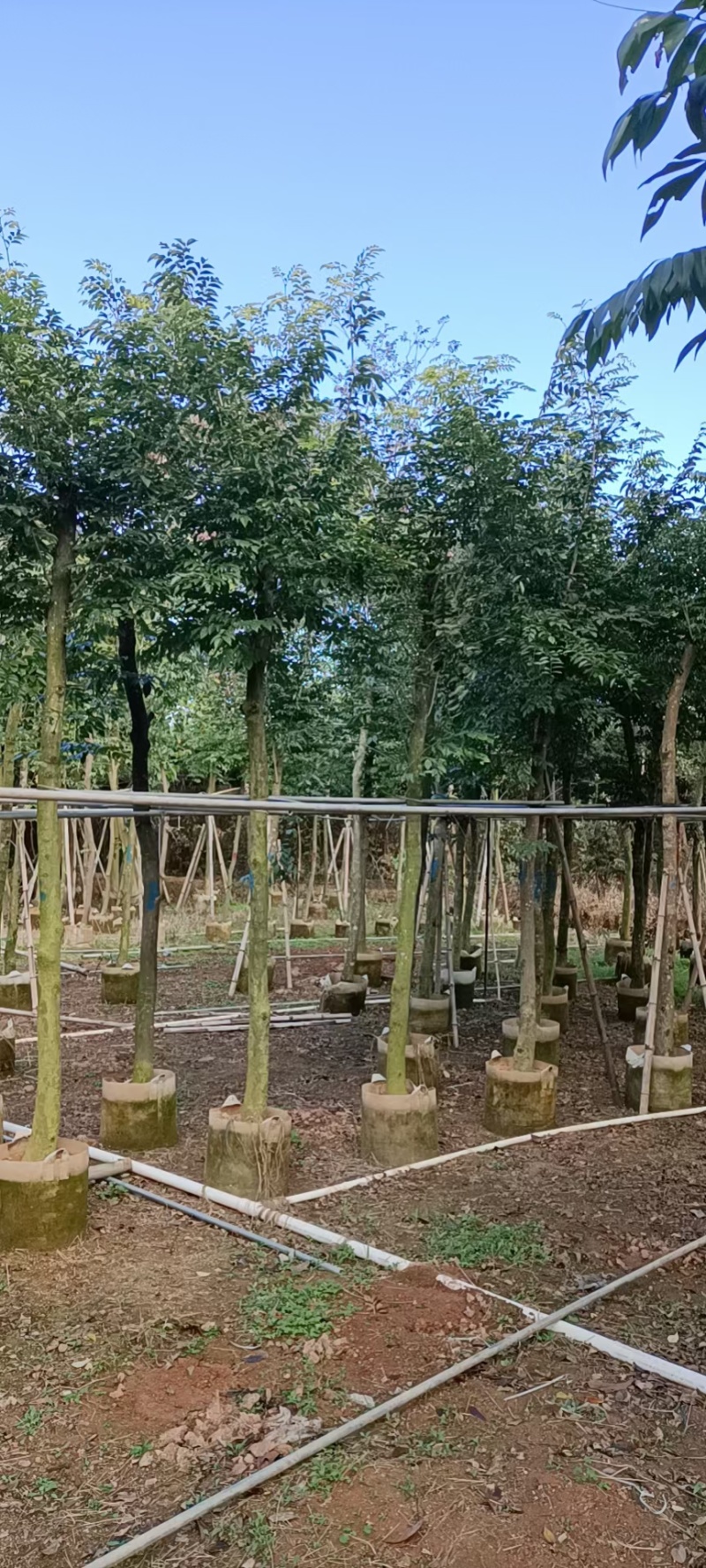 黄花梨5-12公分出售量大质优价格优惠欢迎咨询采购
