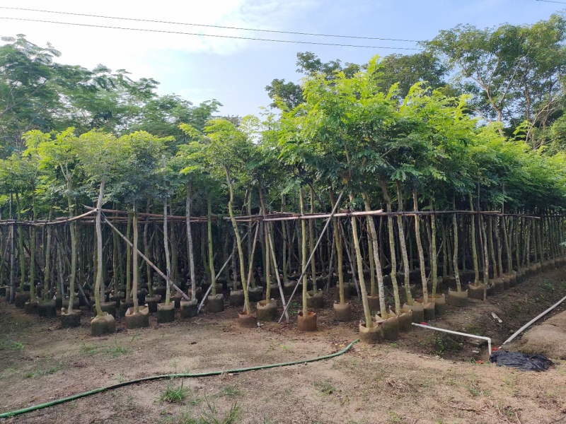 黄花梨5-12公分出售量大质优价格优惠欢迎咨询采购