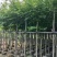 黄花梨5-12公分出售量大质优价格优惠欢迎咨询采购