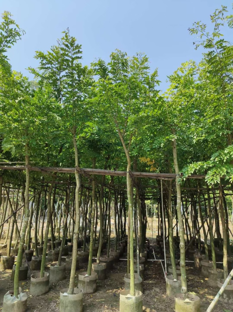 黄花梨5-12公分出售量大质优价格优惠欢迎咨询采购