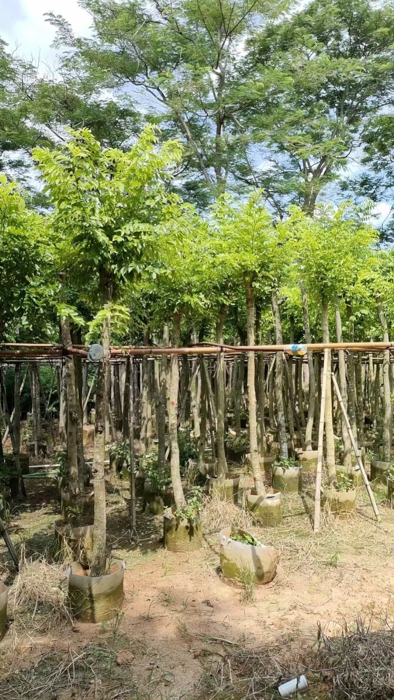 黄花梨5-12公分出售量大质优价格优惠欢迎咨询采购