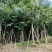 黄花梨5-12公分出售量大质优价格优惠欢迎咨询采购