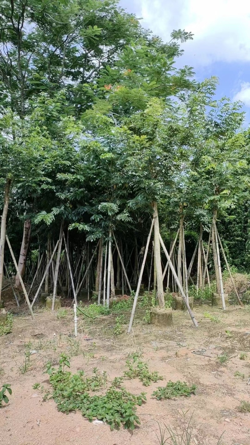 黄花梨5-12公分出售量大质优价格优惠欢迎咨询采购