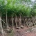 黄花梨5-12公分出售量大质优价格优惠欢迎咨询采购