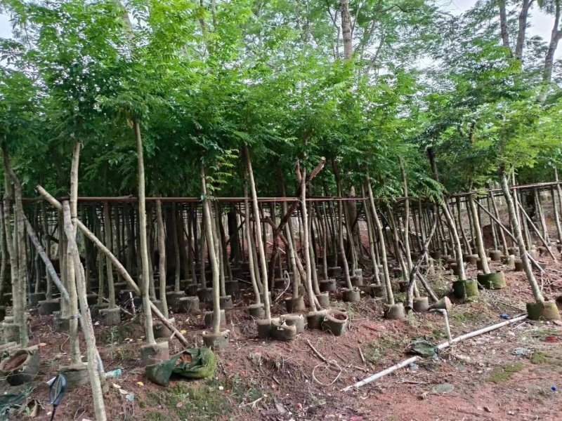 黄花梨5-12公分出售量大质优价格优惠欢迎咨询采购
