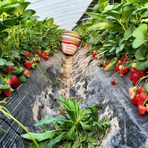 安徽天仙醉草莓苗大量上市成活率高科技指导欢迎咨询