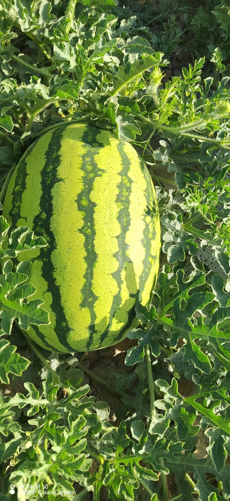 宁夏硒砂瓜皮薄肉厚，甘甜可口。