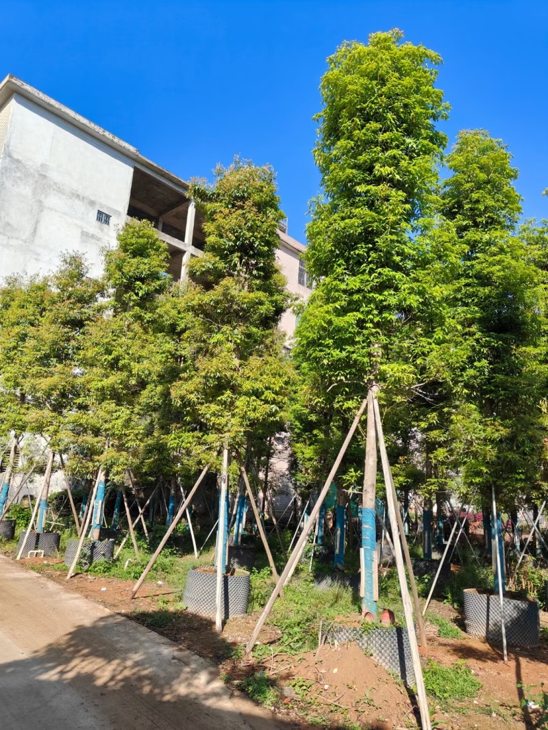 金丝楠木3-25公分基地供应全国直销欢迎咨询采购