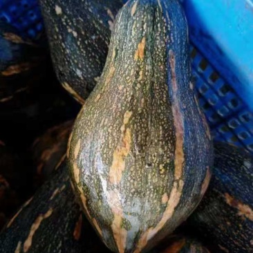 基地直发大量供货，质量保障欢迎咨询